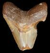 Bargain Moroccan Megalodon Tooth - #44143-1